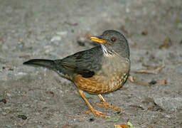 Olive Thrush