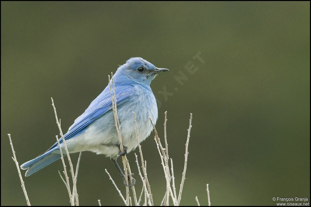 Mountain Bluebird male adult