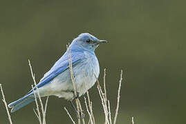 Mountain Bluebird