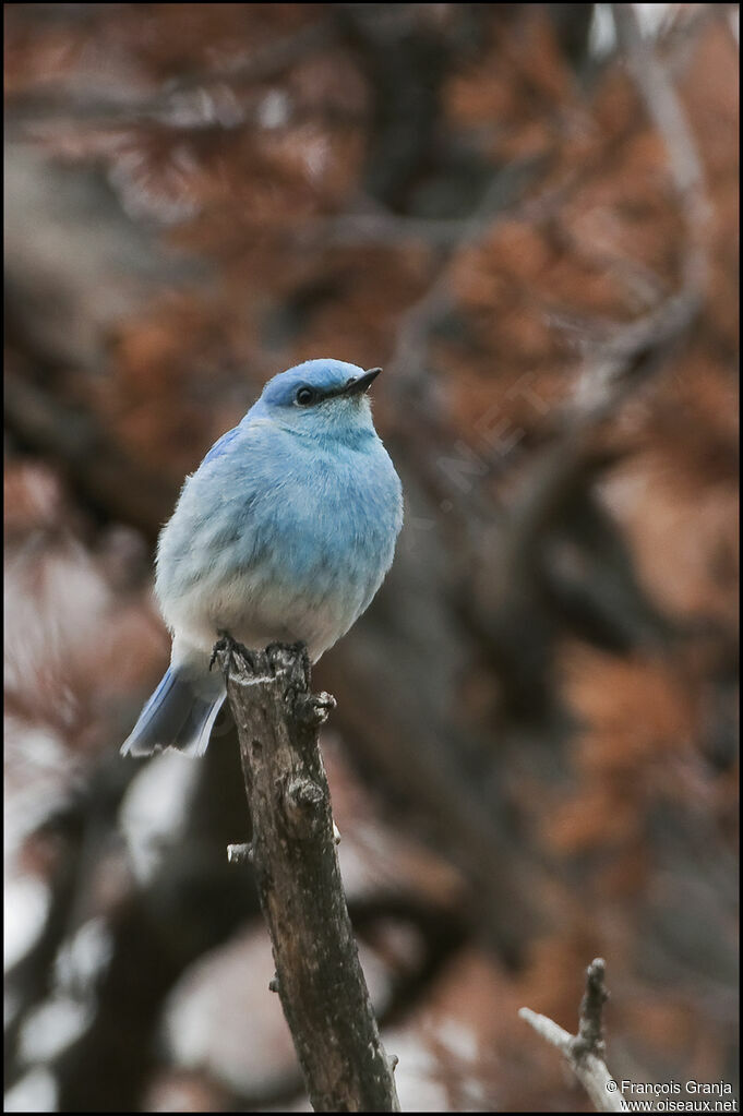 Mountain Bluebird male adult