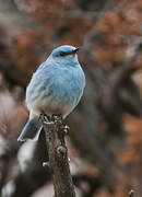 Mountain Bluebird