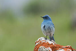 Mountain Bluebird