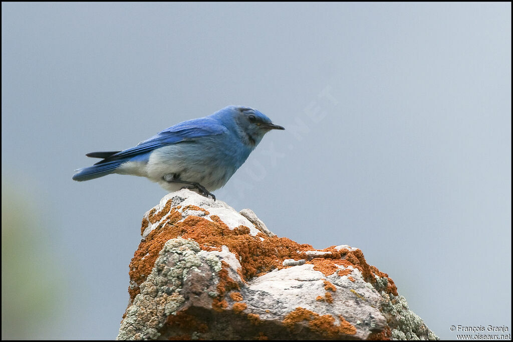 Mountain Bluebird male adult