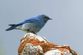 Mountain Bluebird