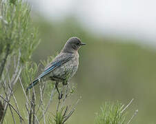 Mountain Bluebird