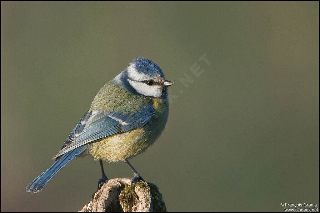 Mésange bleueadulte