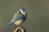 Mésange bleue