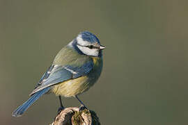 Eurasian Blue Tit