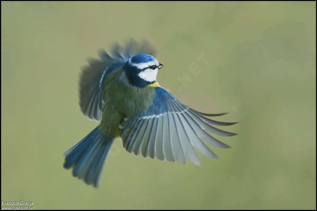 Mésange bleueadulte, Vol