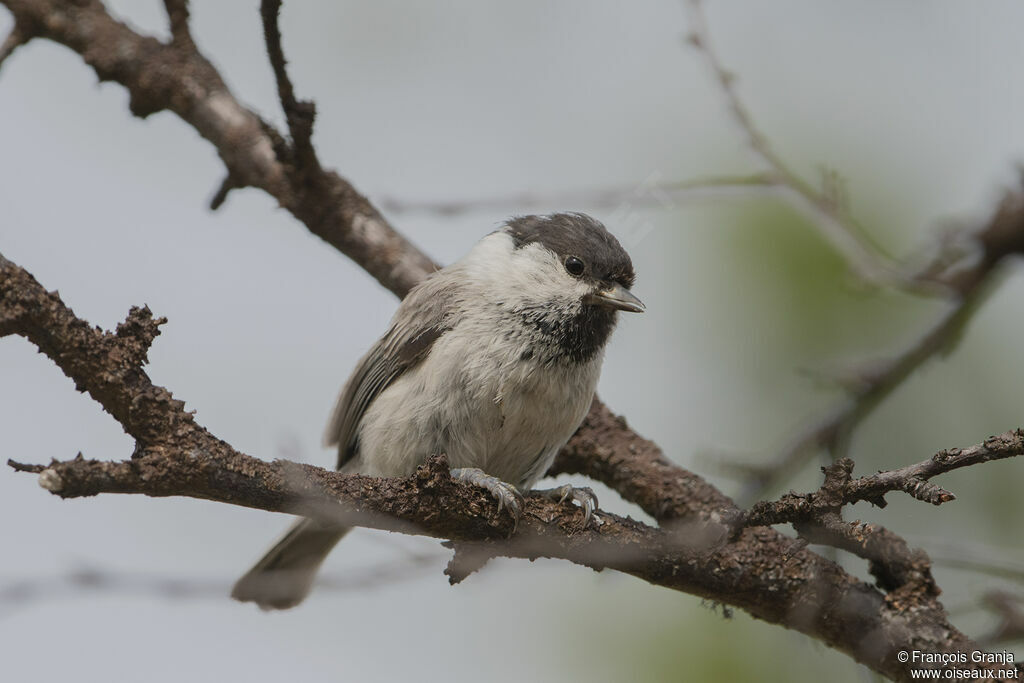 Mésange boréale