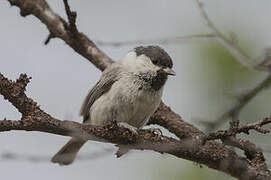 Willow Tit