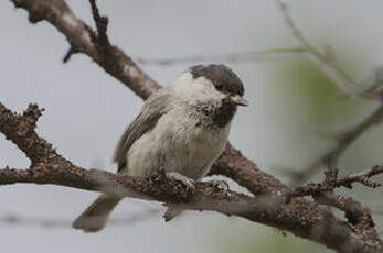 Mésange boréale