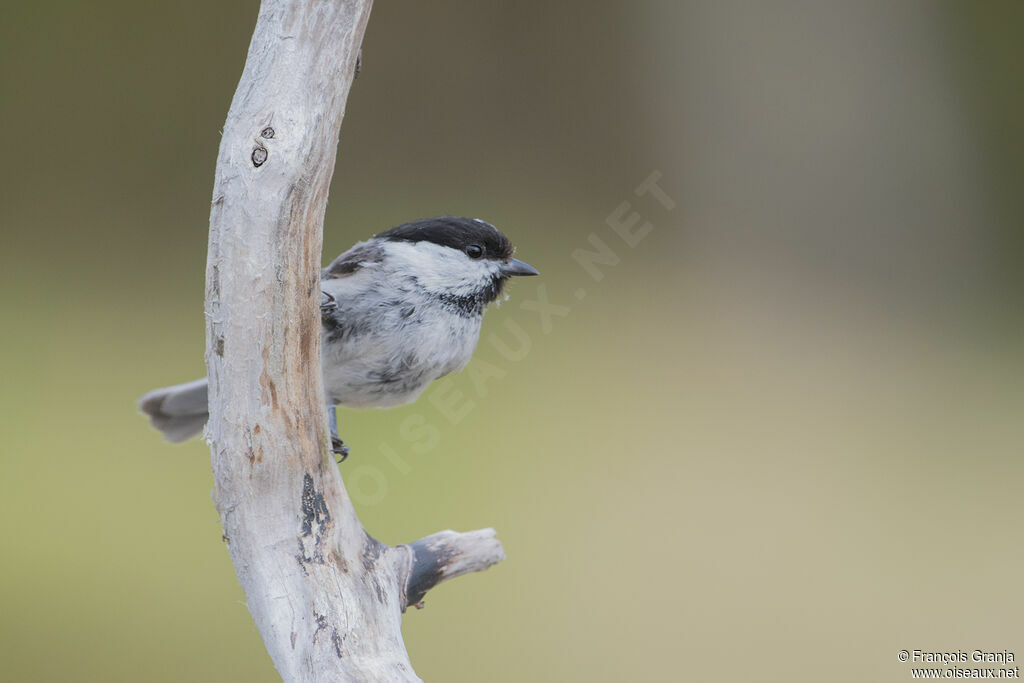 Mésange boréale