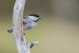 Willow Tit