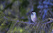 Mésange boréale