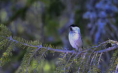 Mésange boréale