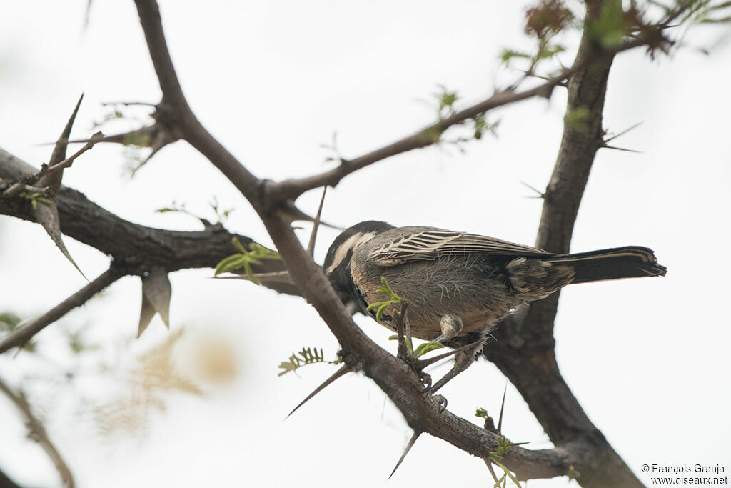 Mésange cendrée