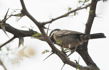 Mésange cendrée