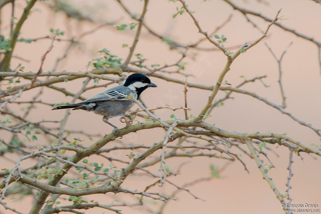 Mésange cendrée