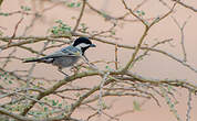 Mésange cendrée