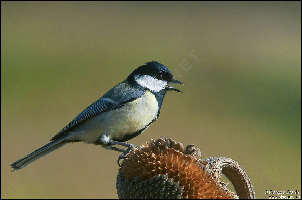 Mésange charbonnièreadulte