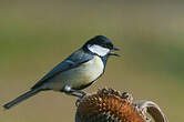 Mésange charbonnière