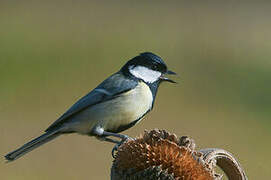 Great Tit