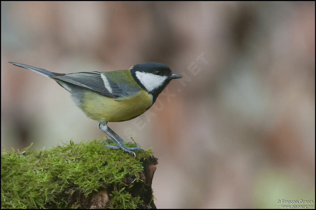 Mésange charbonnièreadulte