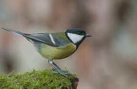 Mésange charbonnière