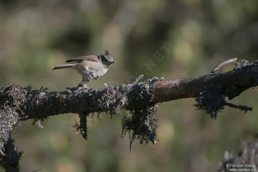 Mésange huppéeadulte