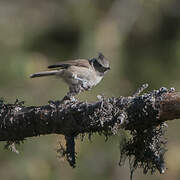 Crested Tit