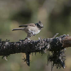 Mésange huppée