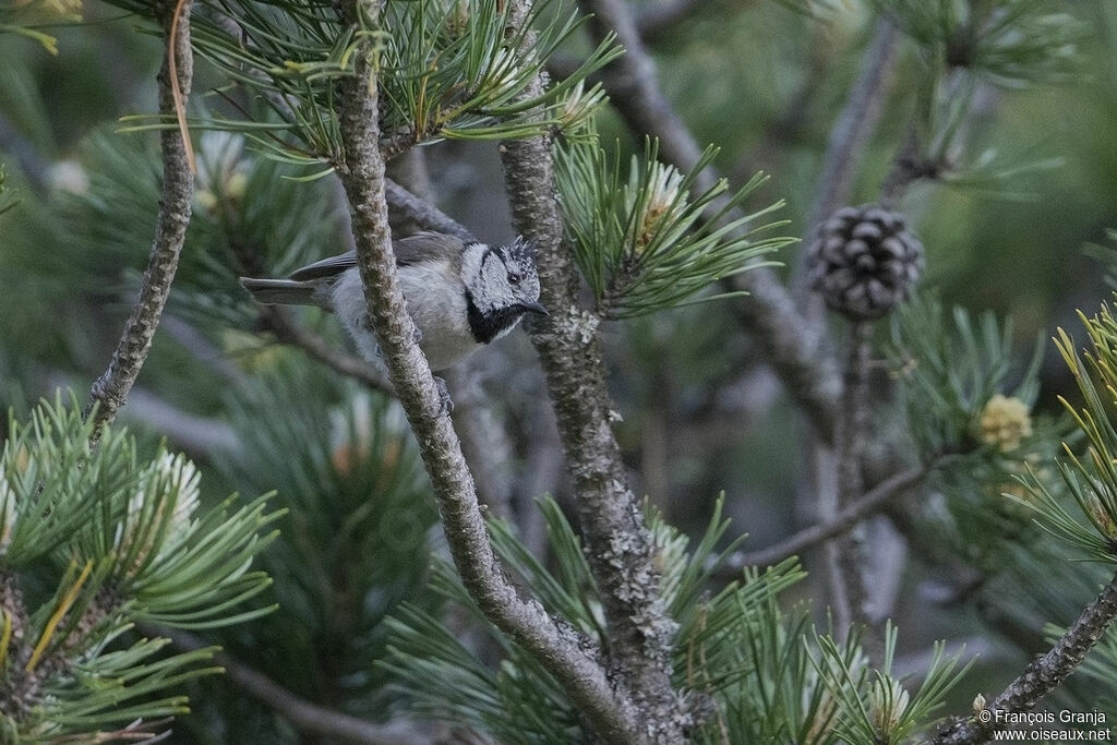 Mésange huppée