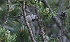 European Crested Tit