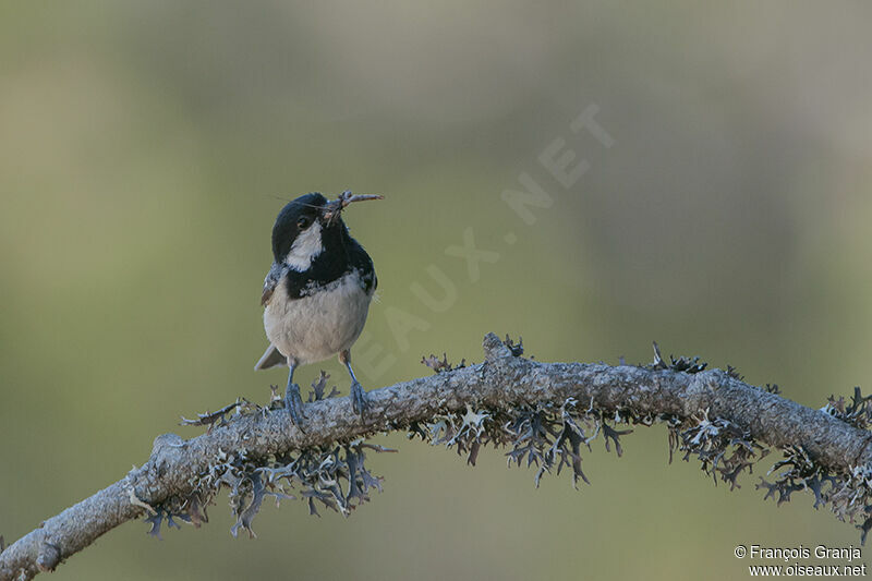 Mésange noireadulte