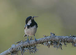 Coal Tit