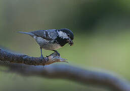 Coal Tit