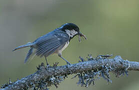 Coal Tit