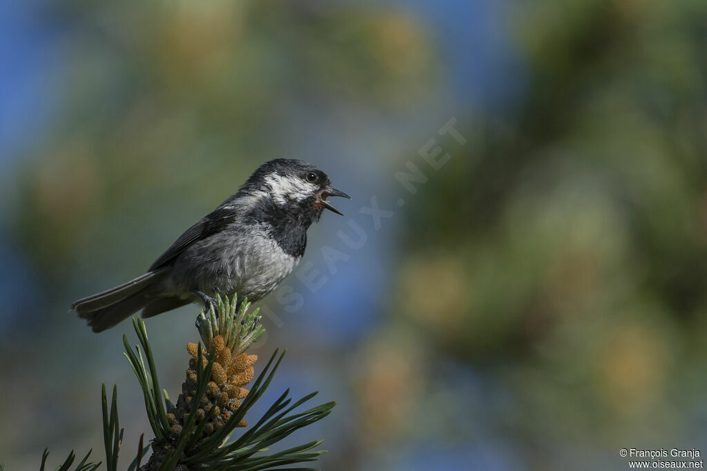 Mésange noire