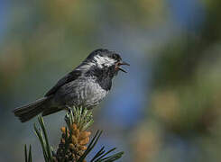 Coal Tit