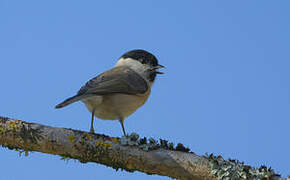 Marsh Tit