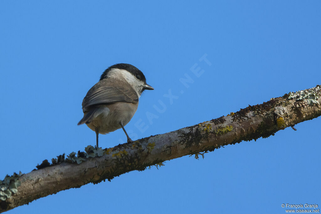 Mésange nonnette