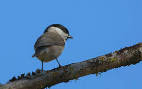 Marsh Tit