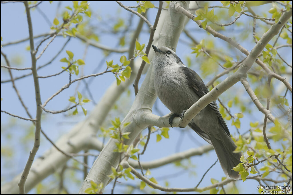 Canada Jayadult