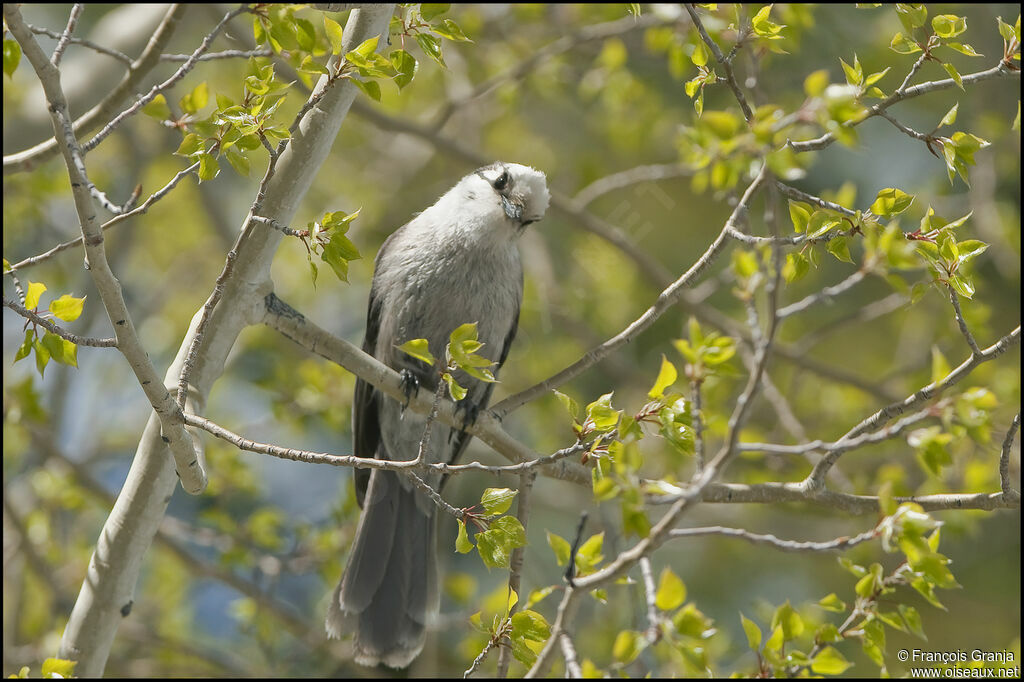 Grey Jayadult