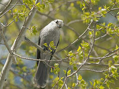 Grey Jay