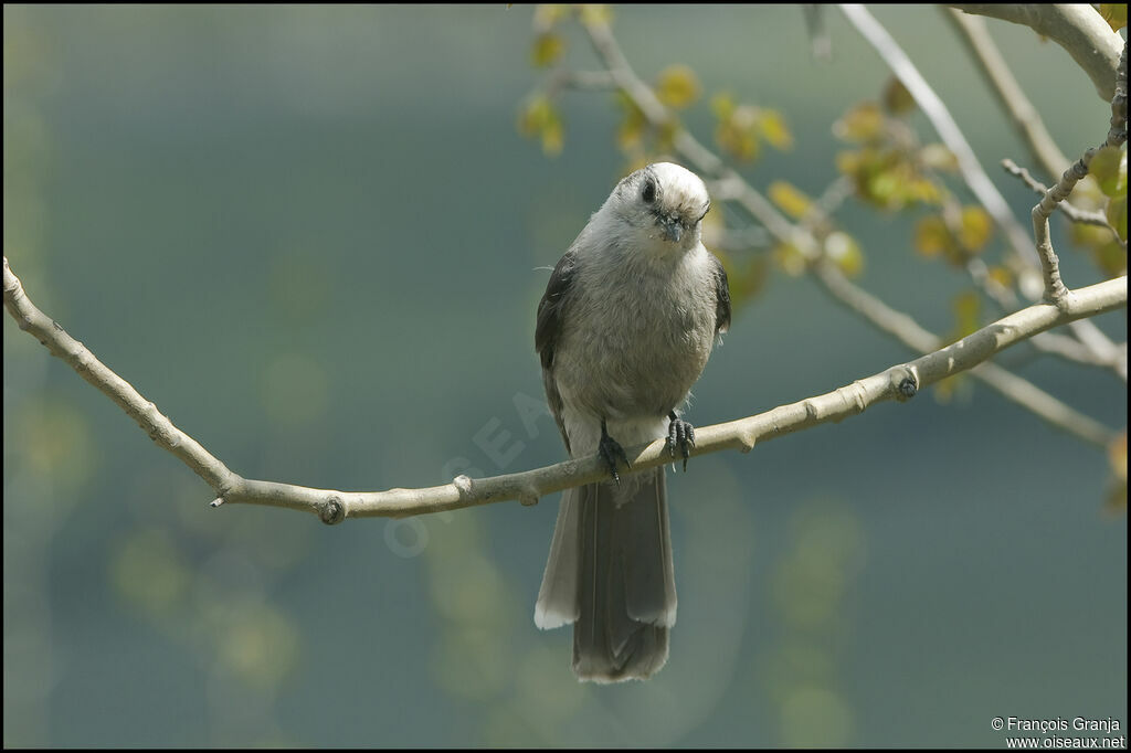 Grey Jayadult