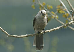 Grey Jay