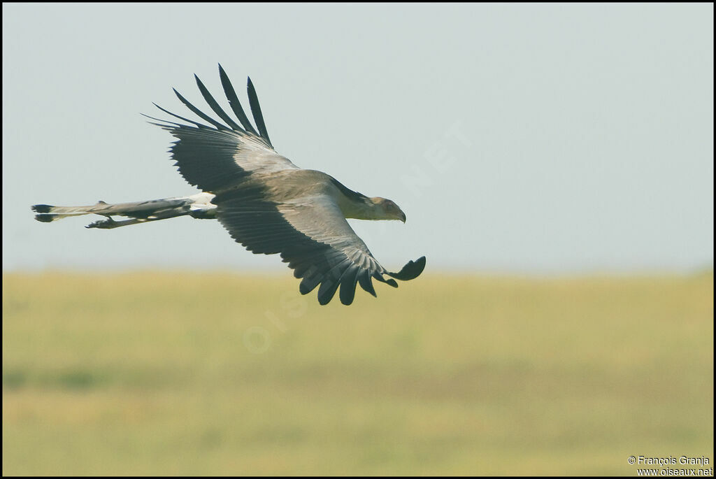 Secretarybird