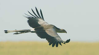 Secretarybird